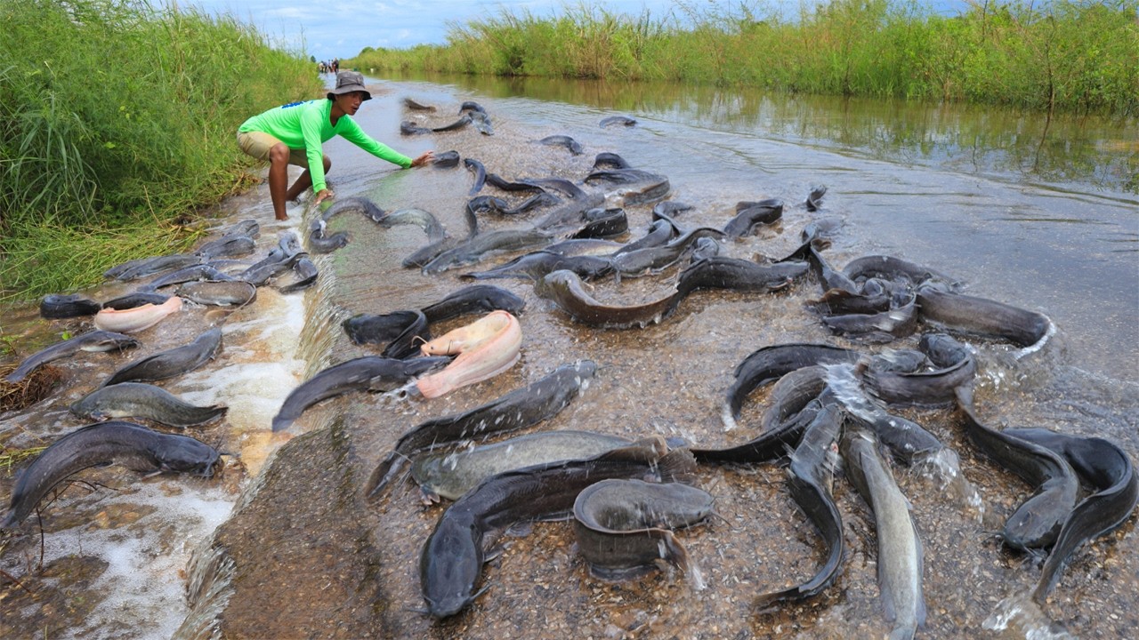 Wow Amazing! Catfish Flood Fisherman Catches Hundreds of Giant Fish in Seconds.
