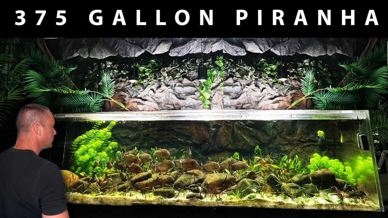 HOW TO: Set up a piranha aquarium - the king of DIY