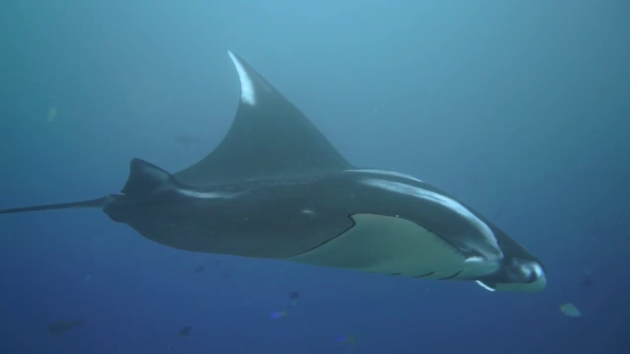On a budget liveaboard in Raja Ampat with Mikumba Diving