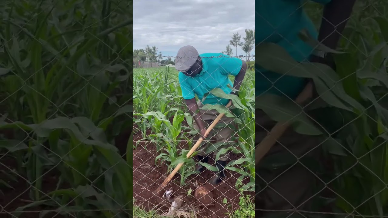Farming - Simon Shiveka