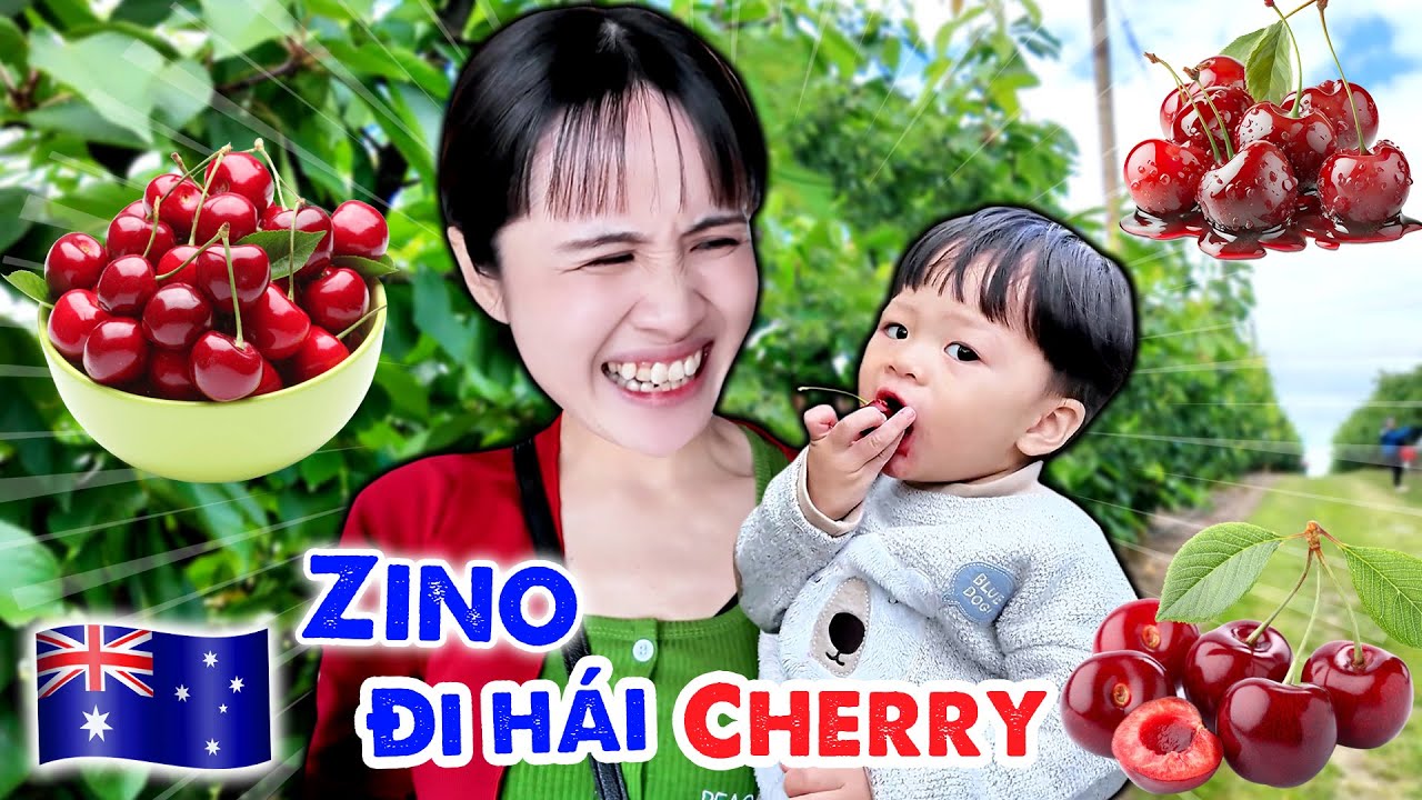 ZINO ĐẠI NÁO NÔNG TRẠI CHERRY TẠI ÚC | CHERRY HILL ORCHARD - VÊ VÊ CHANNEL
