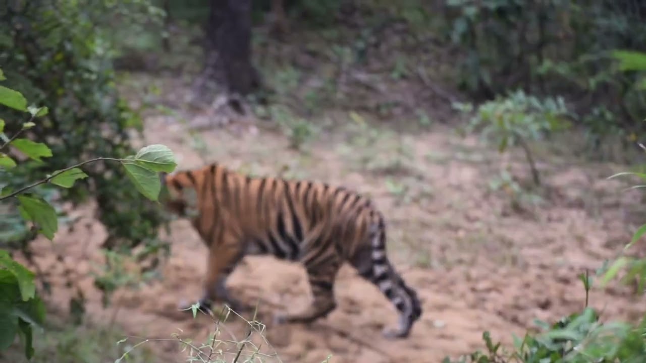 🐅 ४ फूट... आणि आम्ही वाघाच्या डोळ्यांत पाहिलं!Tadoba Jungle Safari | TATR | Moharli | Mamala Gate