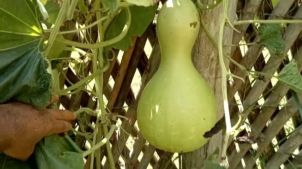 caba&ccedil;a gigante