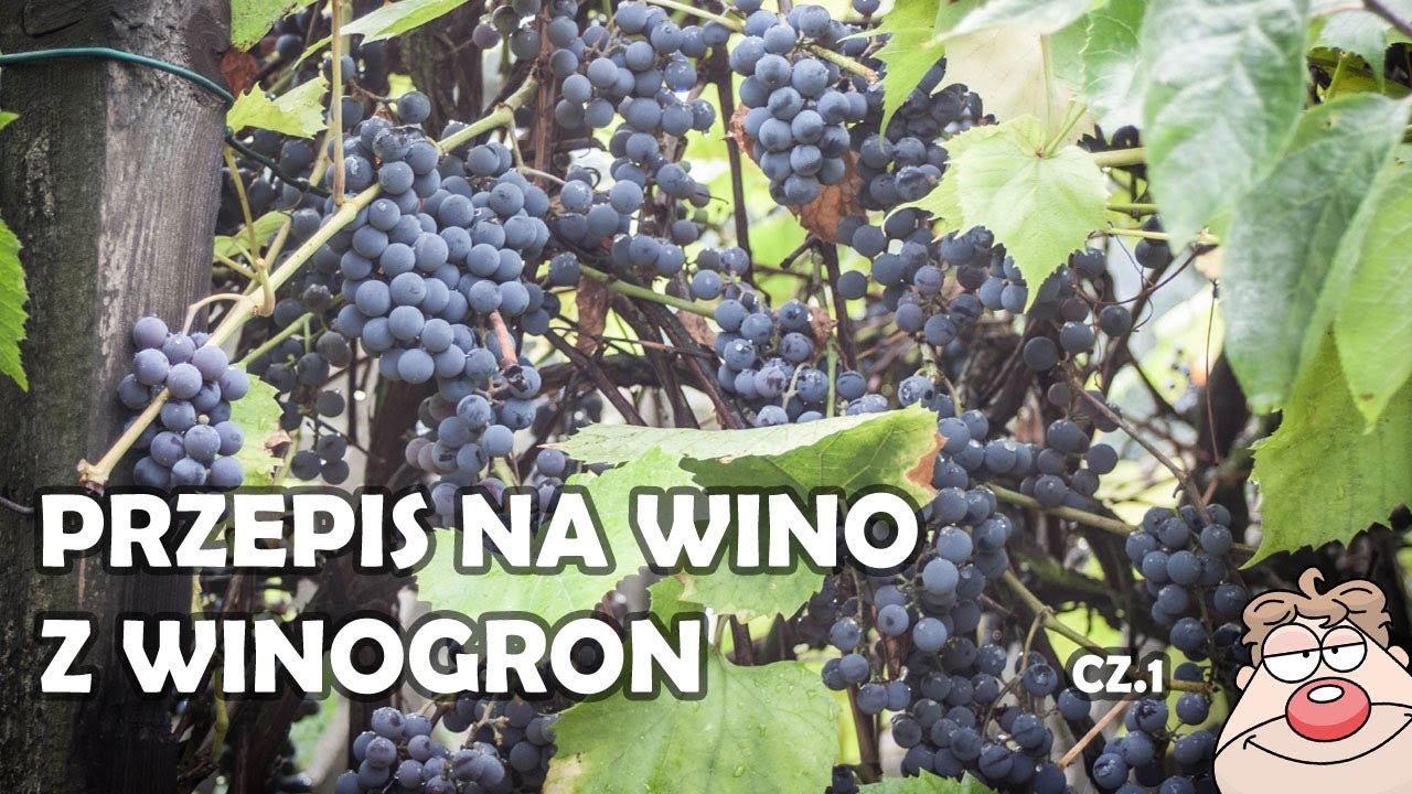 Wino Winogronowe (GRONOWE) cz.1 - prosty przepis na domowe wino z winogron :)