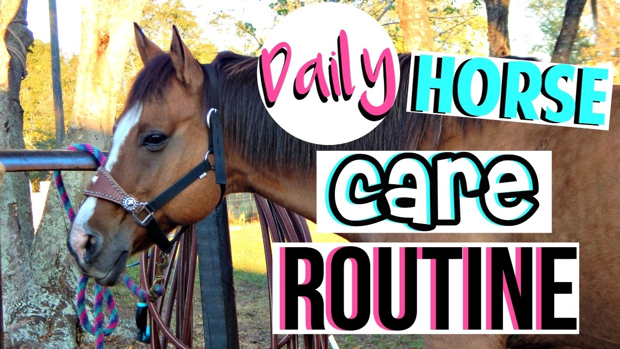 Daily Horse Care Routine