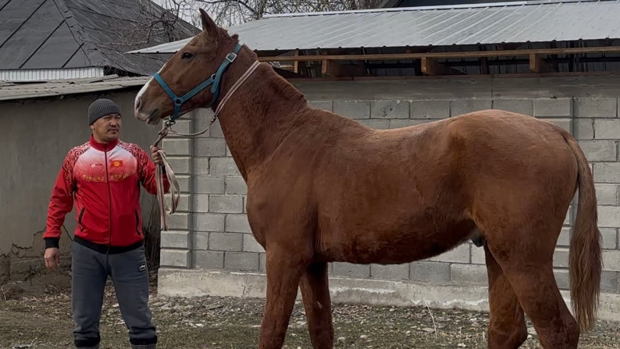 Дончак 2 жар +996-778-18-68-18 5 февраля 2026 г.