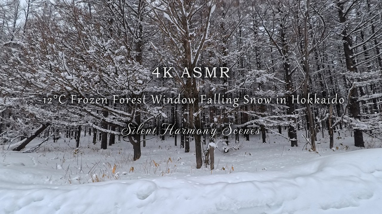 Quiet Snow Falling Outside the Window | 4K Hokkaido Forest ASMR (No Music, 3 Hours)