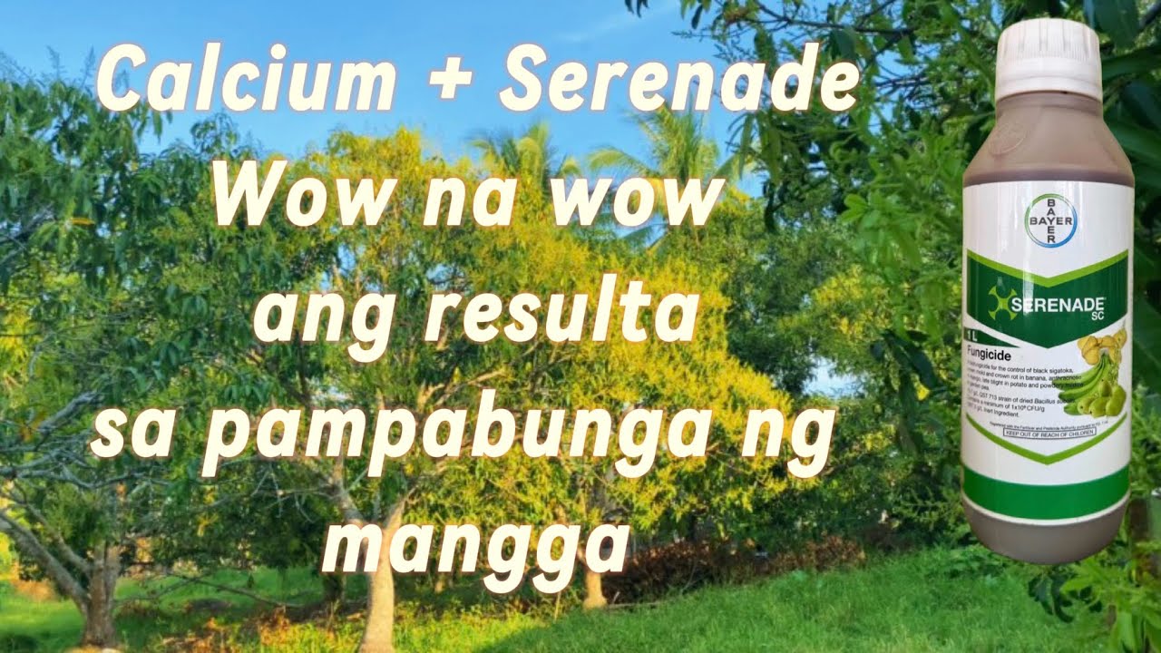 Pampabulak ng mangga na may halong serenade napaka wow ng naging resulta