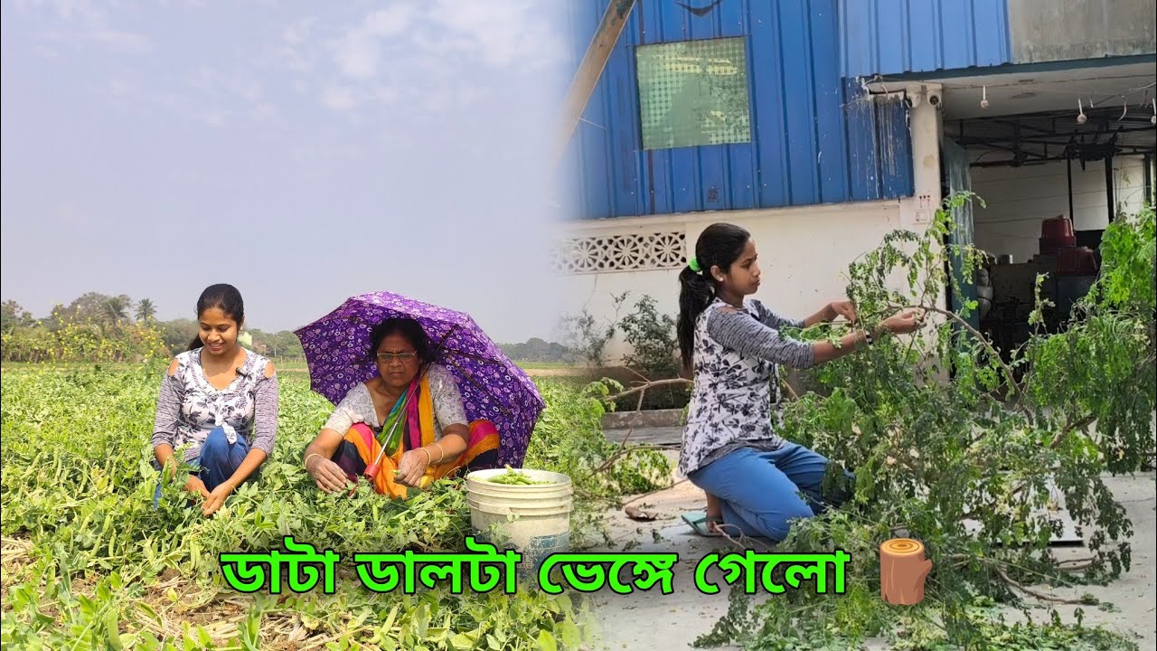 গেটের সামনে একটাই নাচনে ডাটার গাছ ছিলো সেটাও ফুলের ওয়েটে ভেঙ্গে পড়ে গেলো 😥