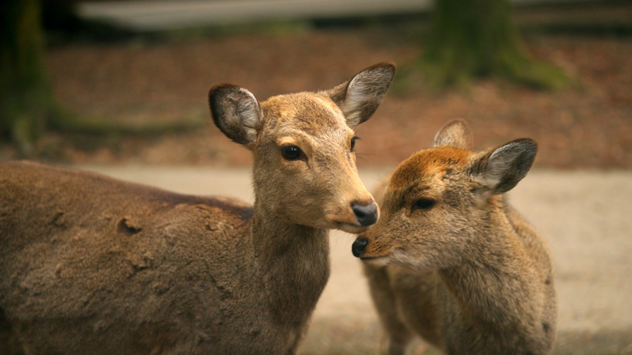 Nara, my timeless paradise ✨🦌