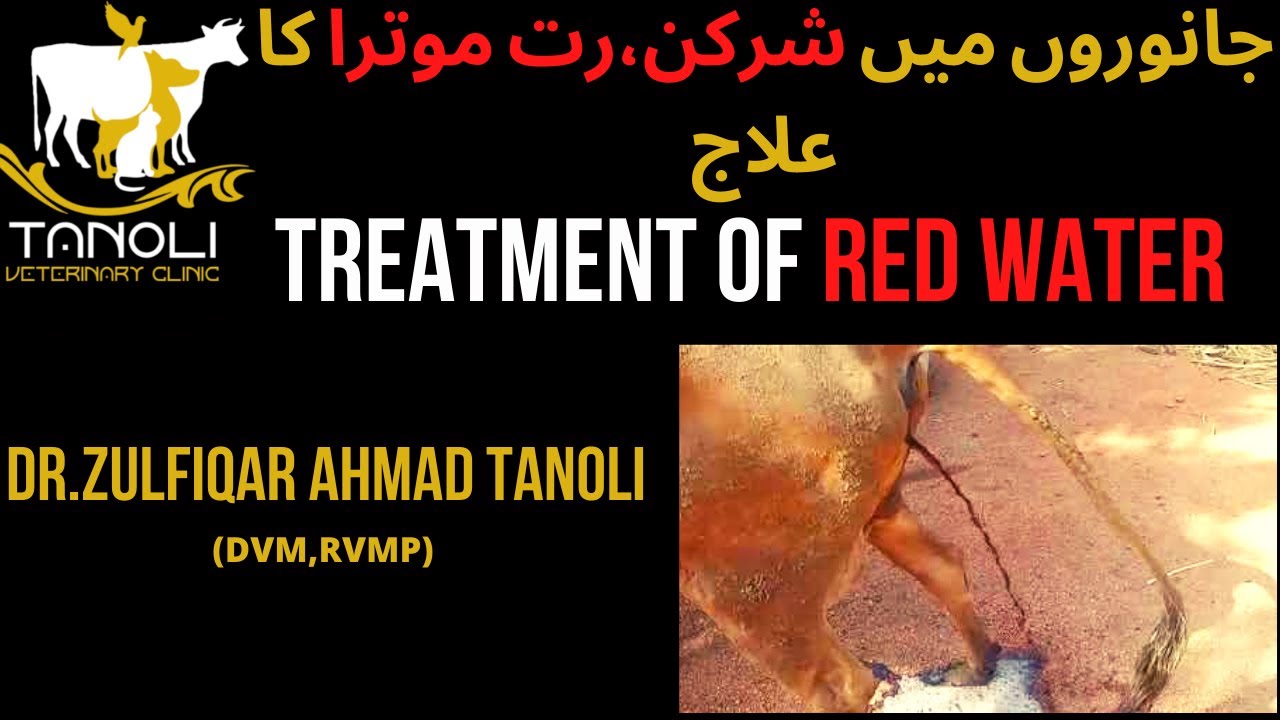 Treatment of Red Water in Animals || جانوروں میں شرکن،رت موترا کا علاج || Tanoli Veterinary Clinic