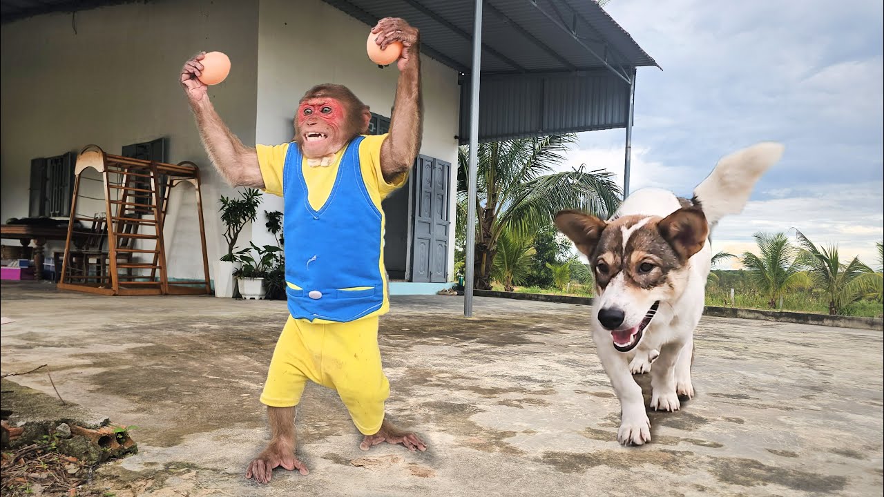 SU secretly stalks and steals dog's eggs ll The cutest funny video 🐵🐶