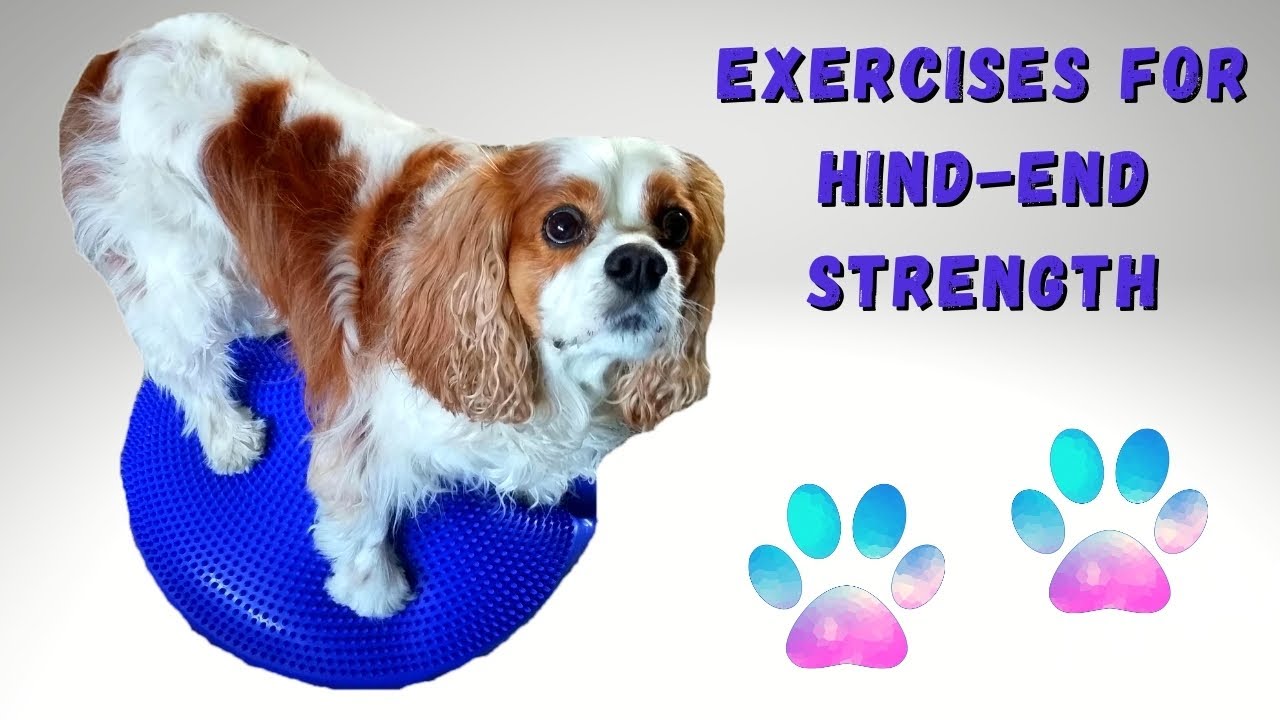 Dog Rehabilitation Physical Therapy Exercises for Hind Legs and Chiari Malformation,  Syringomyelia