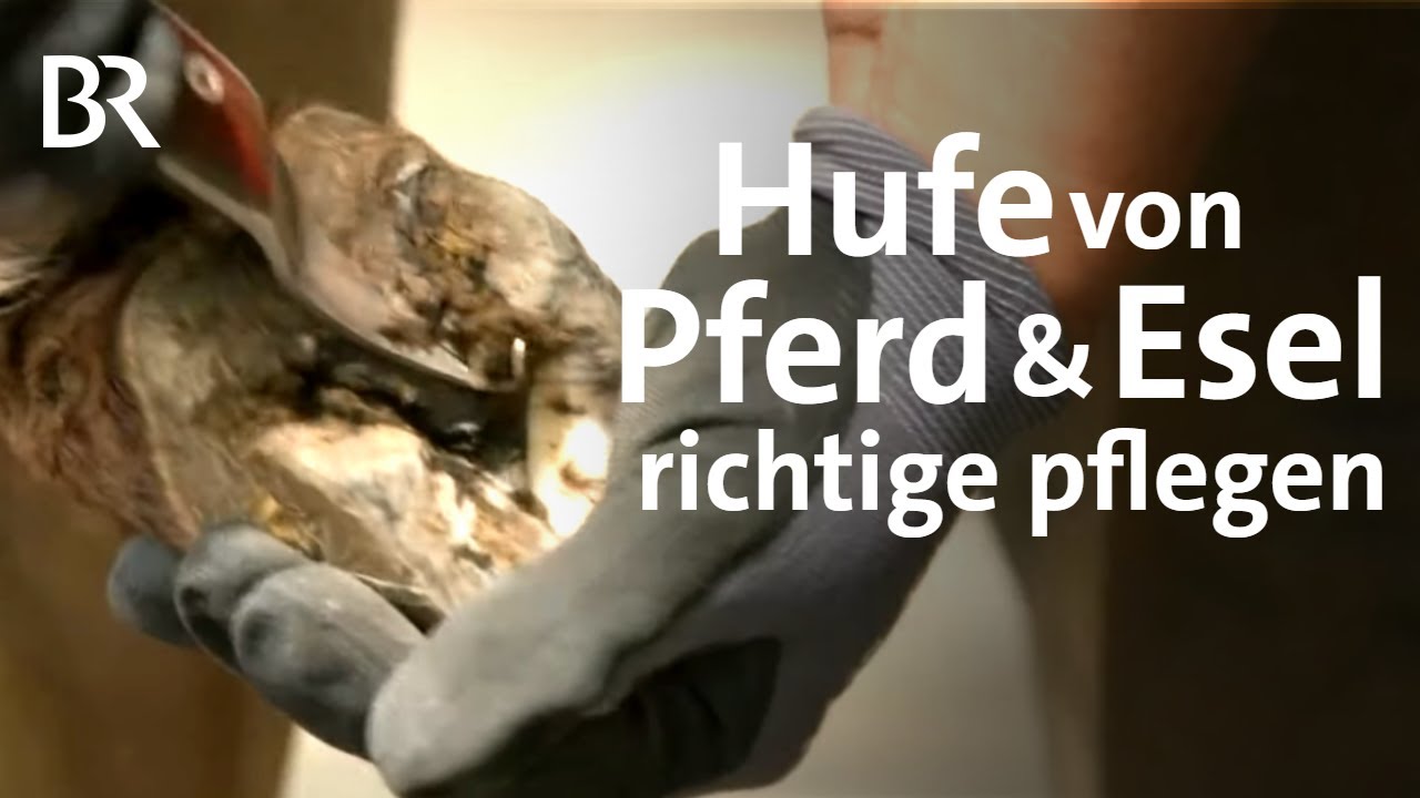 Fu&szlig;pflege f&uuml;r Pferd und Esel: Hufpflegerin Rosi | Zwischen Spessart und Karwendel | BR