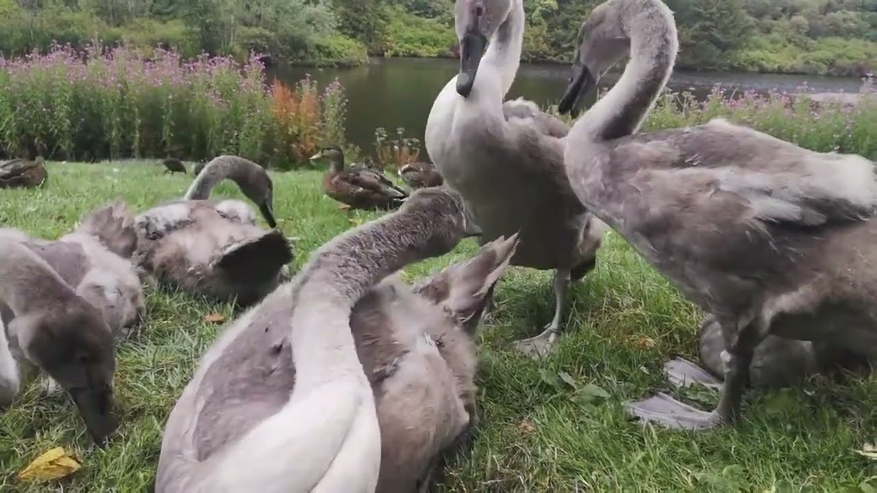 This Baby Swan is a BULLY