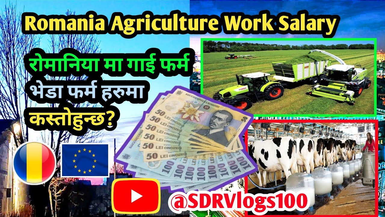 Romania Agriculture Work Salary || रोमानिया मा  एग्रीकल्चर, गाई र्फम,भेडा र्फम हरूमा कस्तोहुन्छ ? ||