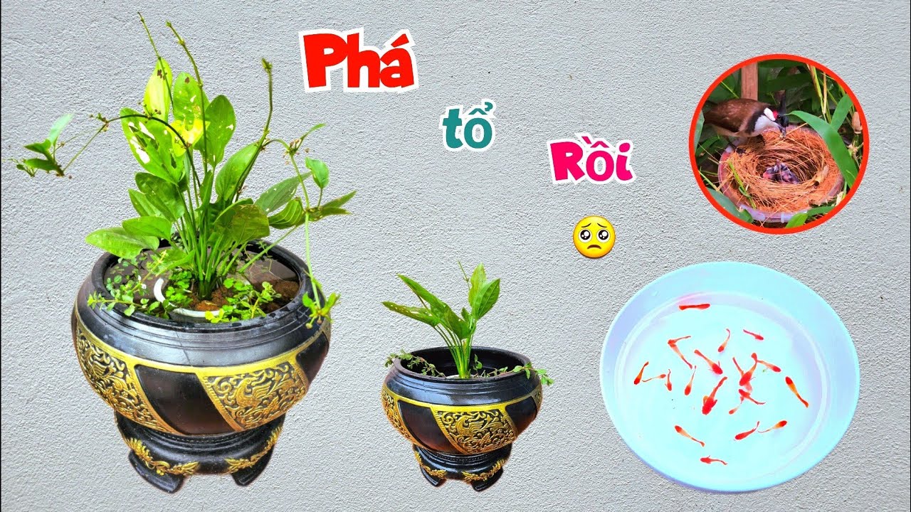 Mua Thêm Rất Nhiều Cá Bẩy Mầu Thả Vào Bể Mới Và Bất Ngờ - Chim Chào Mào Đã Phá Tổ / Quế Nghịch