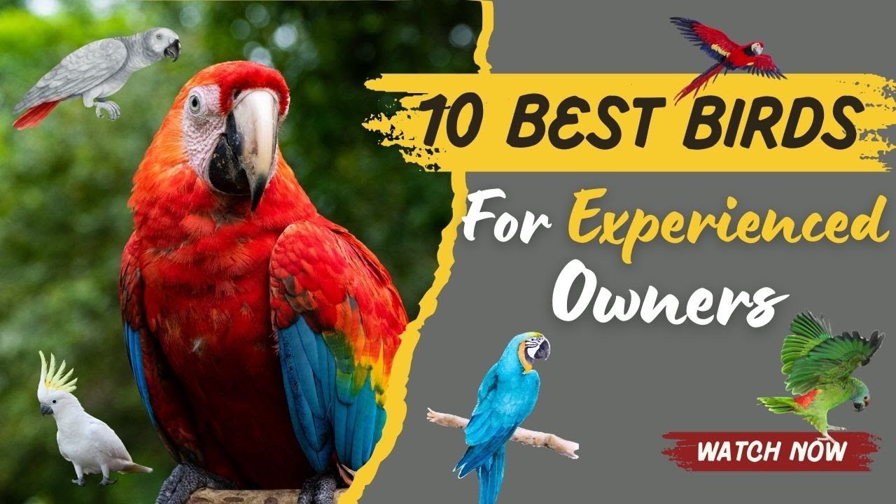 10 Best Birds For Experienced Bird Owners