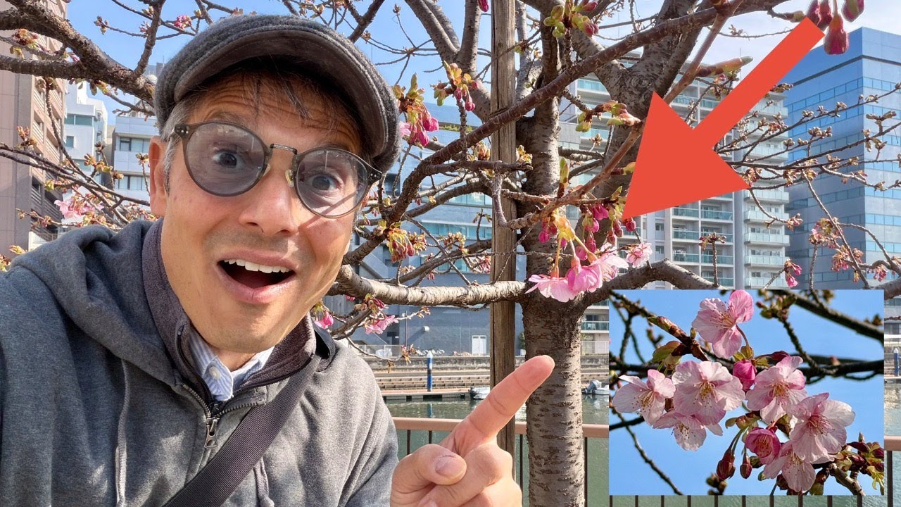 Tokyo: They’re Blooming, Cherry Blossoms | Kawazu-zakura 🌸