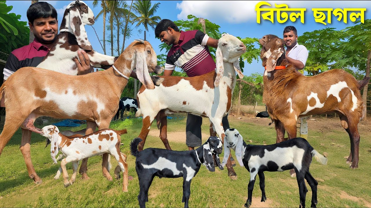 হান্নান ভাইয়ের খামার থেকে বিটল বাচ্চা সহ ছাগল। বিটল বাচ্চা। বিটল পাঠার দাম জানুন Beetal Goat 