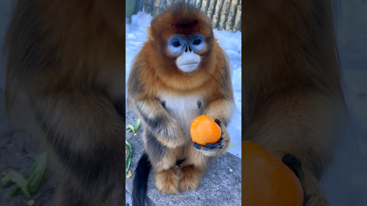 Golden snub-nosed monkey eating orange. #shortsfeed #viralvideo #viral #funnyvideo #goldenmonkey