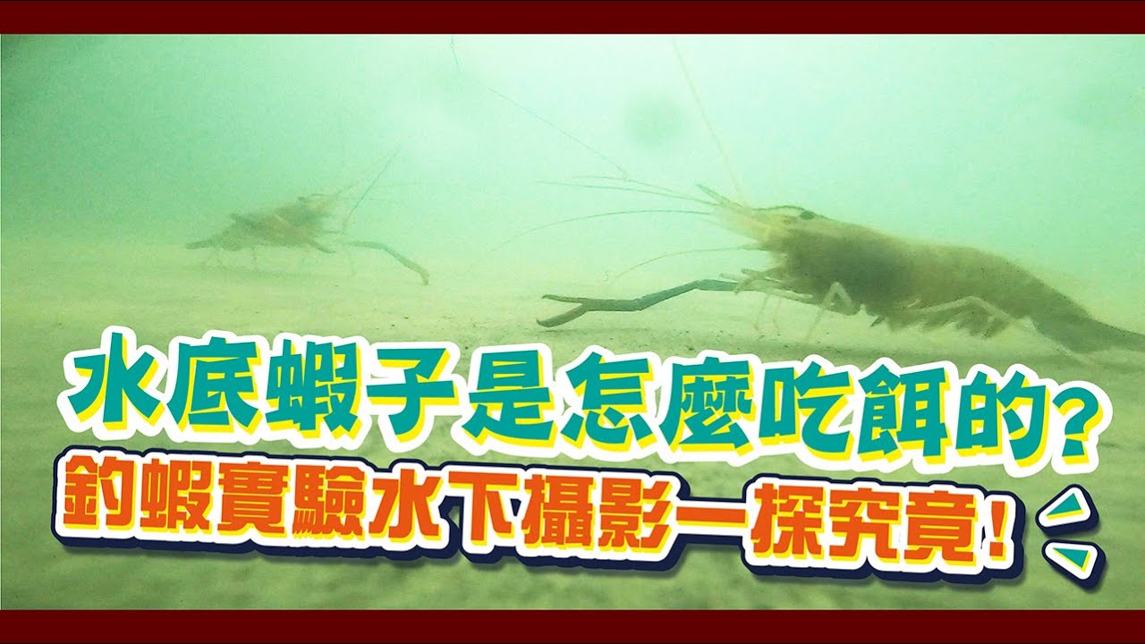 釣蝦場實測水下攝影｜到底蝦子吃餌時阿波的反應是?｜透過水下攝影機一探究竟