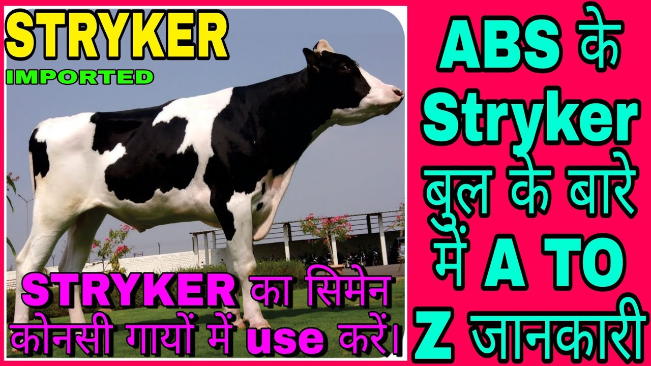 आखिर क्या है? ABS का Stryker bull. A to Z जानकारी#absstryker#buldetail@farmingleaderOfficial#breed