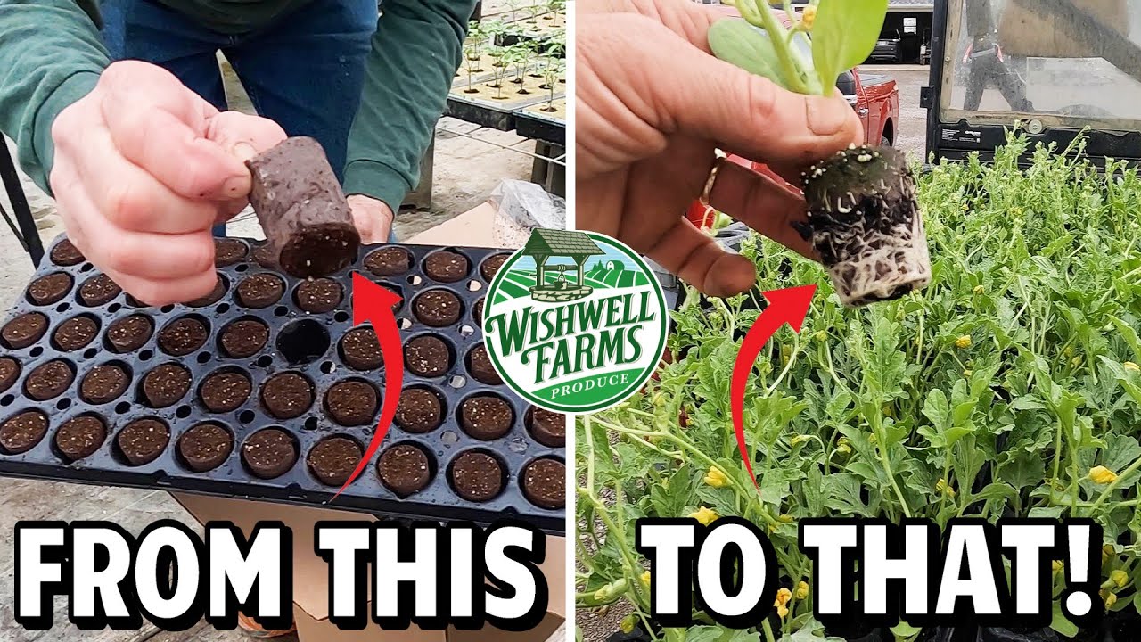 My SECRET to Growing STRONG Seedless Watermelon Plants! 💪🍉