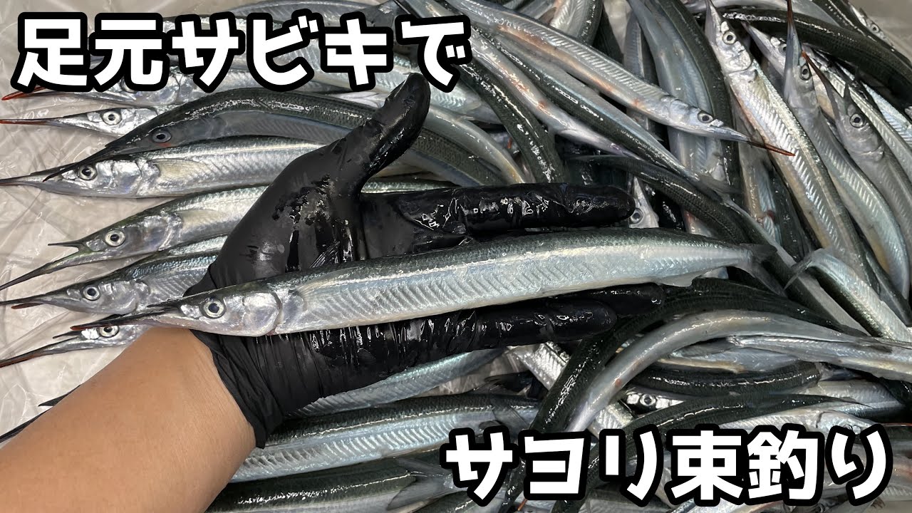 足元サビキでサヨリ束（100匹）釣り