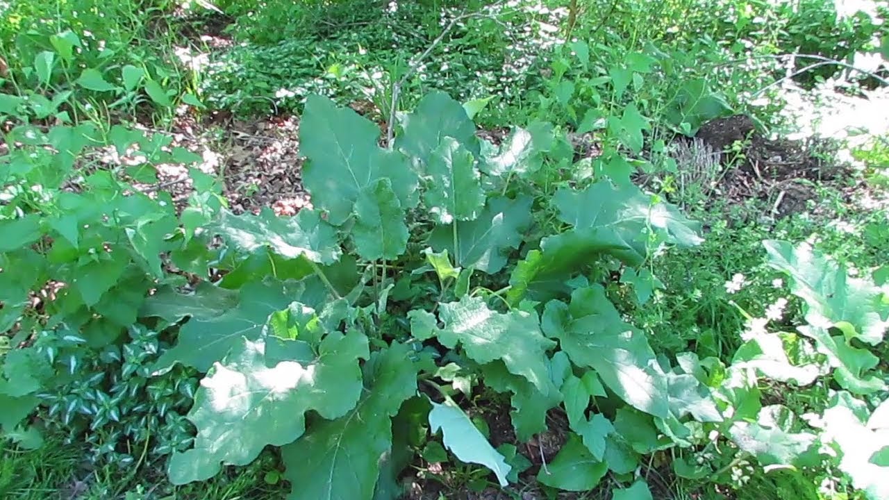 How to Find Wild Burdock