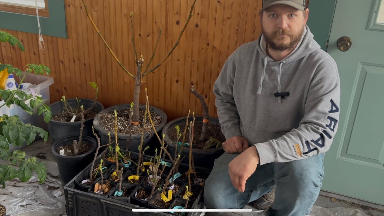 Extreme Cold Fig Growing in Zone 4B Iowa