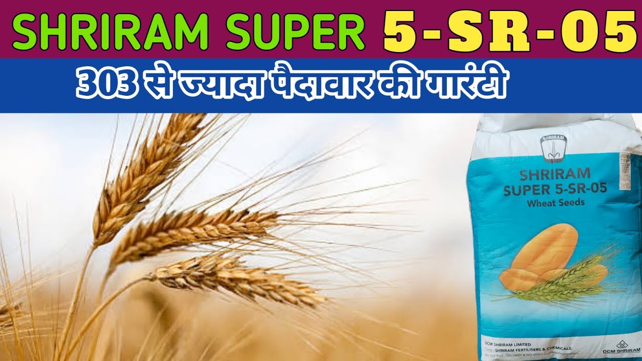 shriram super 5 sr 05 wheat seed | shriram 5 sr 05 genhu | dcm shriram | 5sr5 genhu