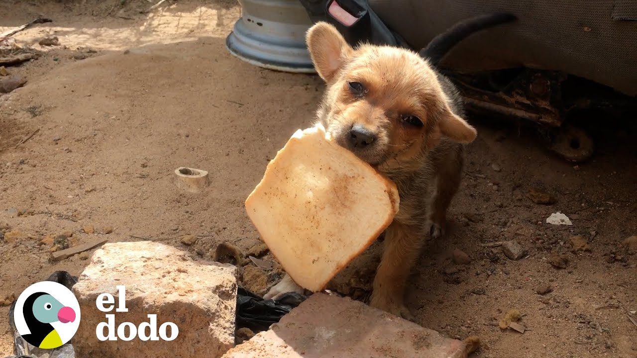 Cachorro callejero es rescatado con un trozo de pan | Pequeño y Valiente | El Dodo
