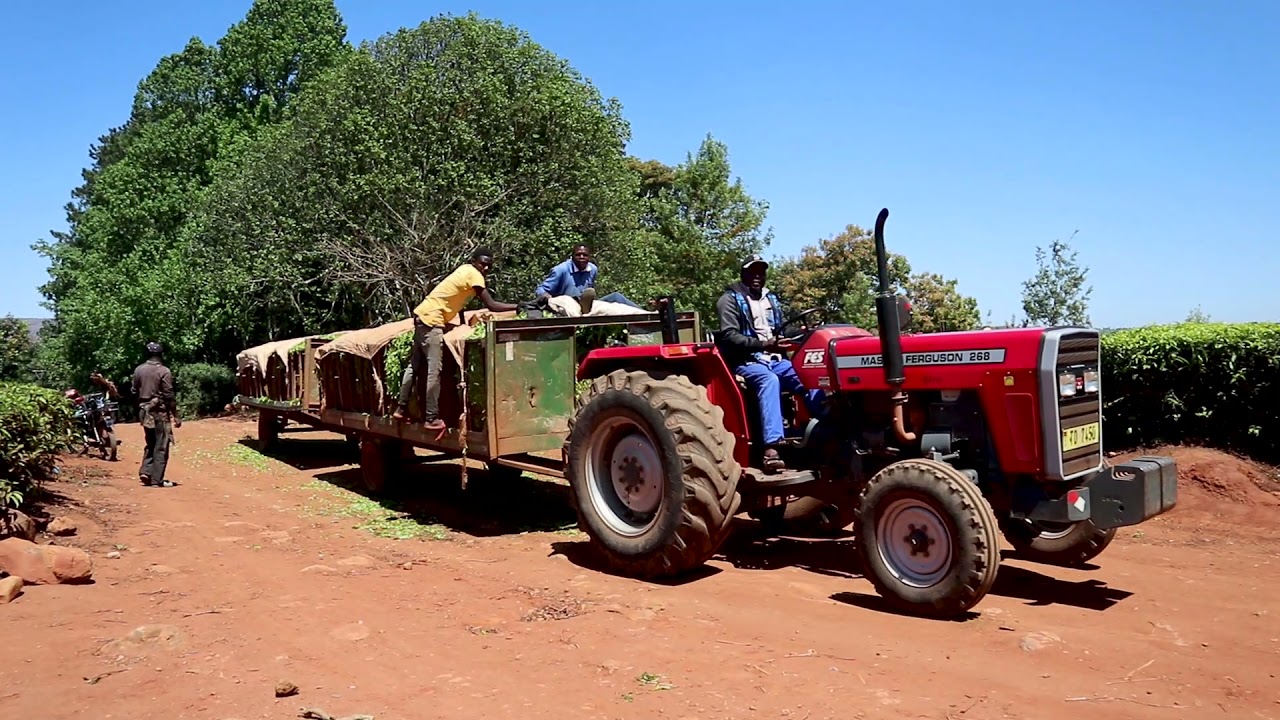 #tea #malawi #teaplantations ,MALAWI tea plantations.