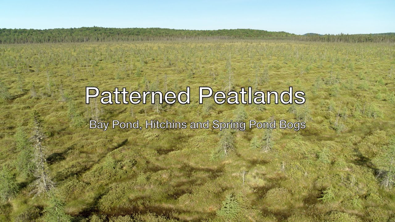 Patterned Peatlands