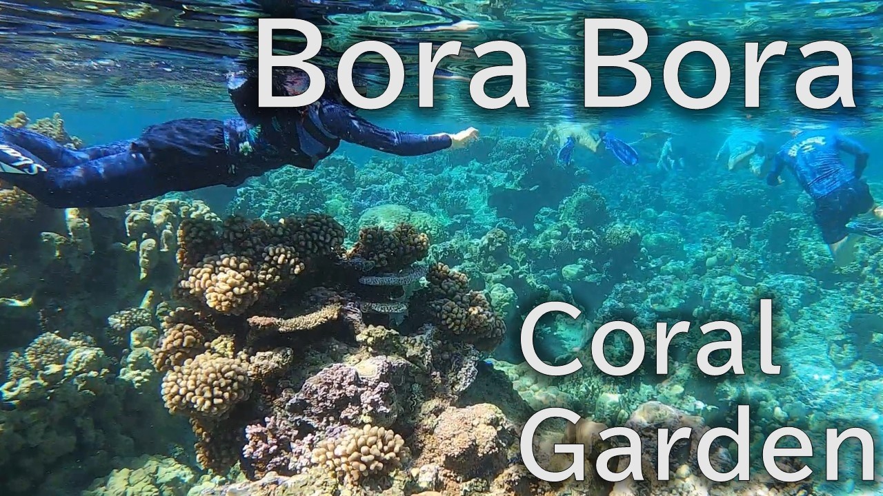 【タヒチ・ボラボラ島】透明度が違う！？コーラルガーデンで感動シュノーケリング　Tahiti Bora Bora Coral Garden