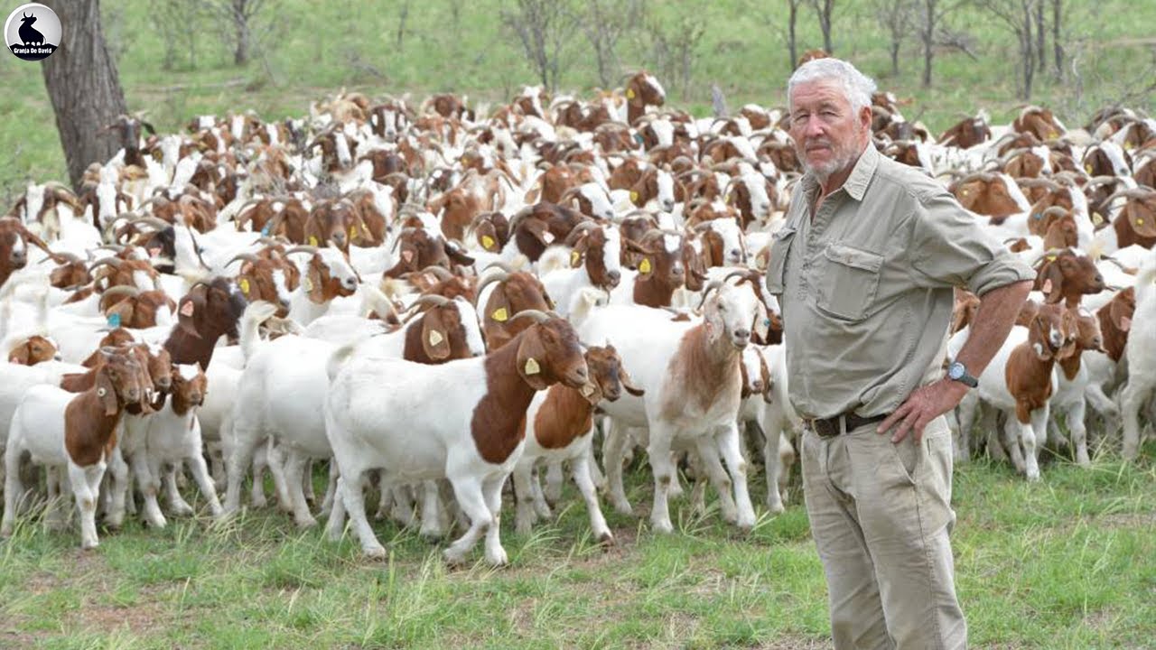 Granja de cabras al aire libre - Cómo Estados Unidos cría millones de cabras