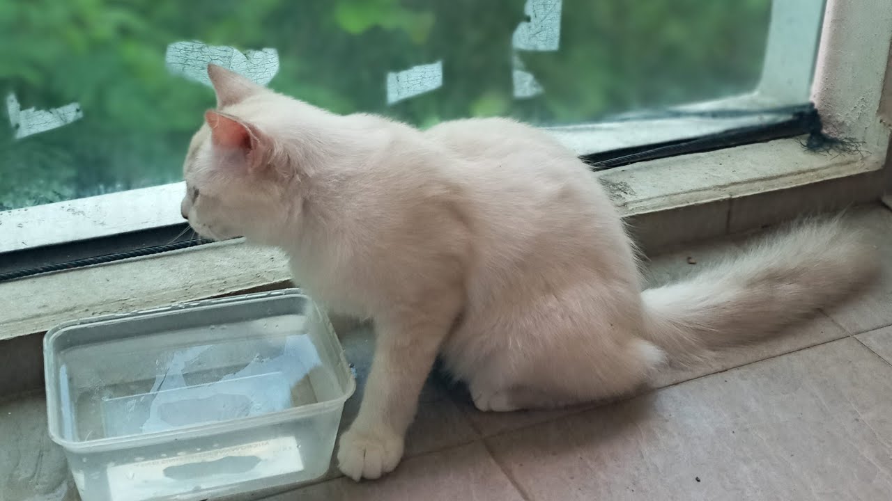 Time Machine Cats !!!! Longest Daily Cat's Story