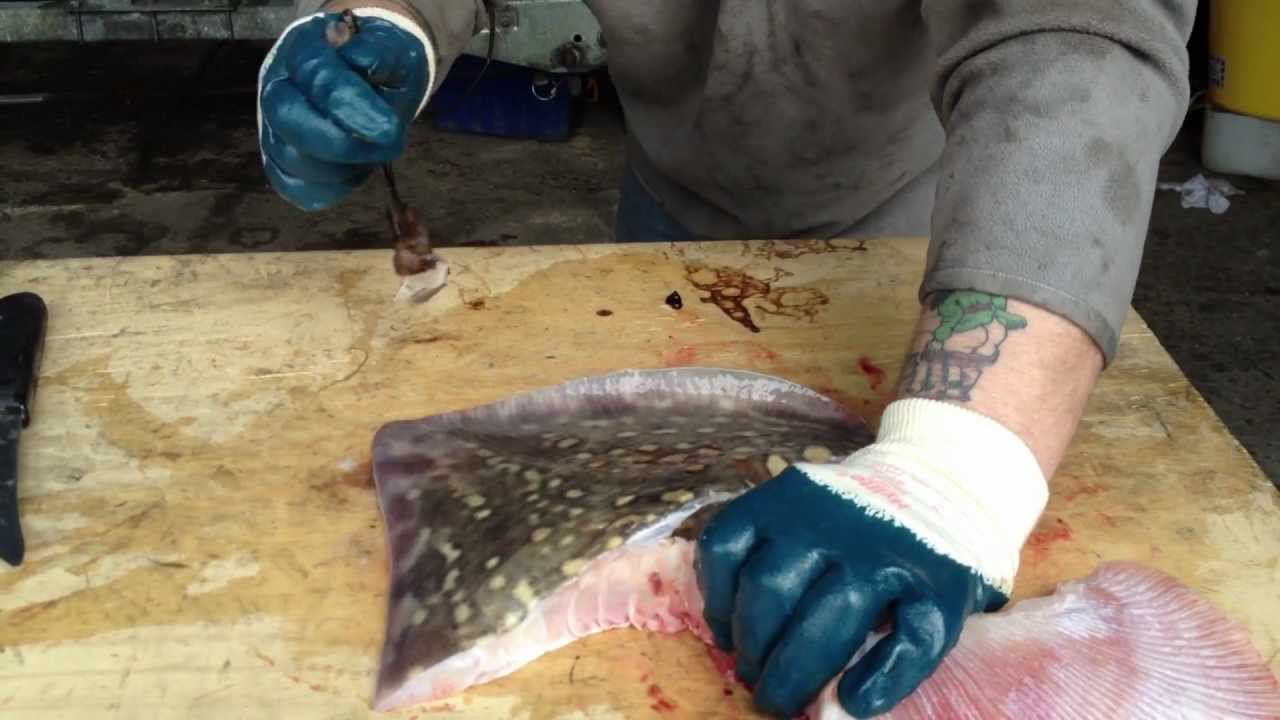 HOW TO: Prepare Fresh Skate For The Pan