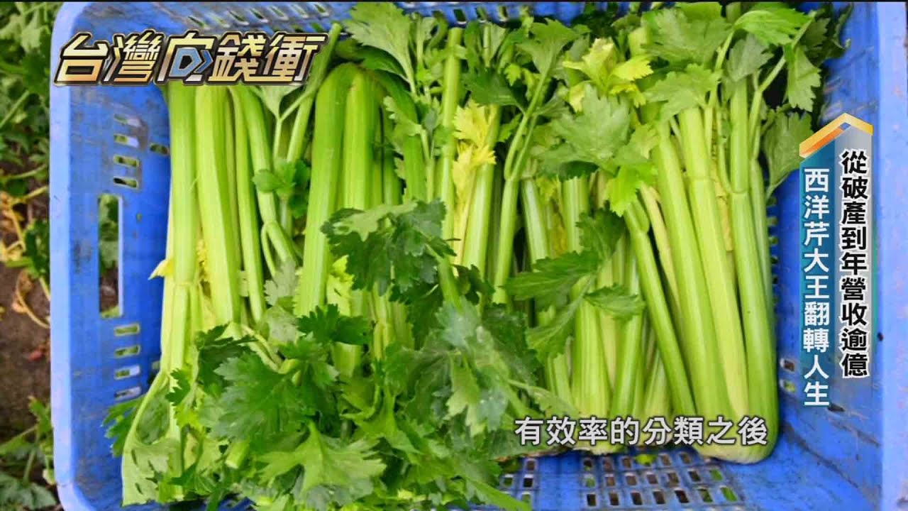 從破產到年營收逾億 西洋芹大王翻轉人生 20210327【台灣向錢衝】PART3