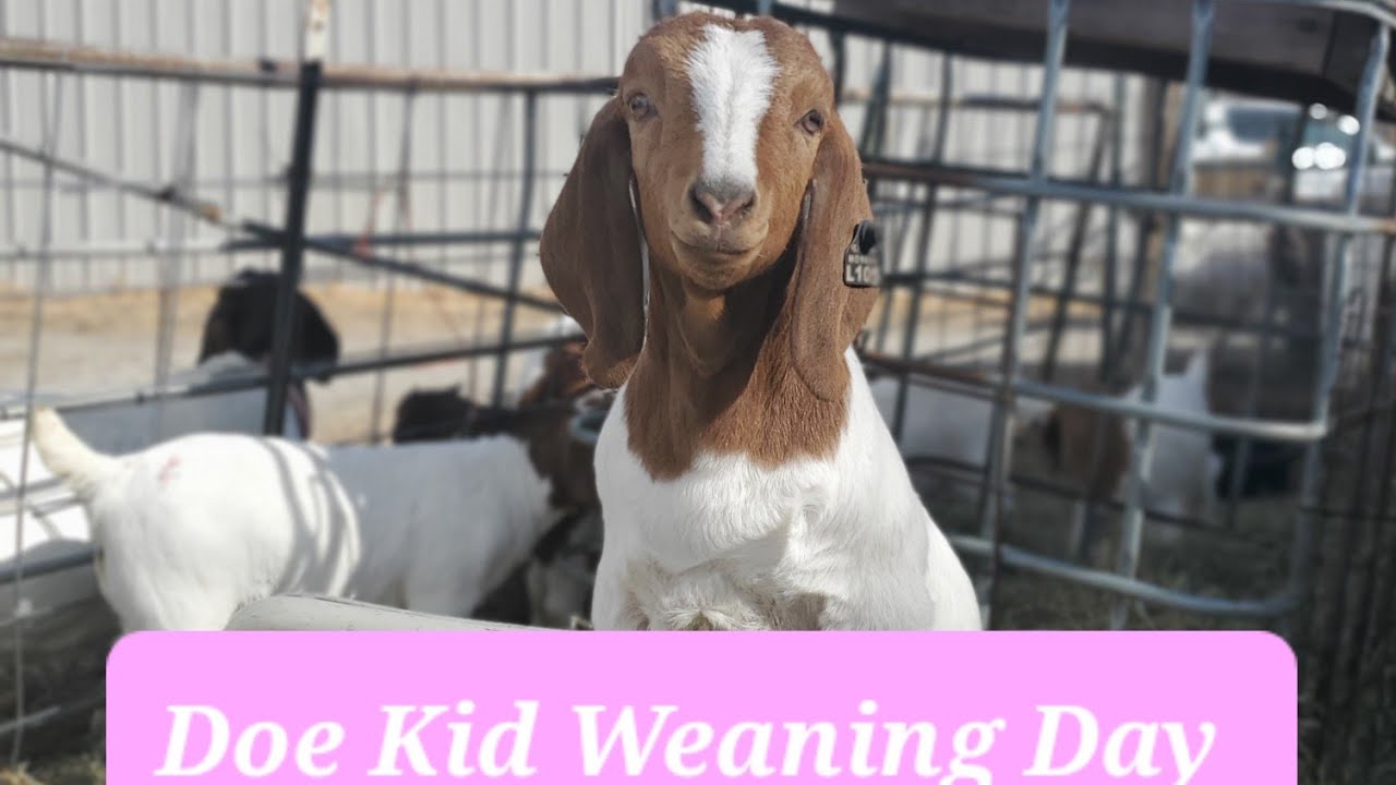 Doe Kid Weaning Day vlog 126