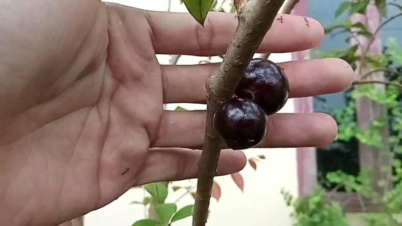 Cara penanaman, perawatan dan pembuahan Anggur brazil Jaboticaba sabara, preco, dan white jaboticaba