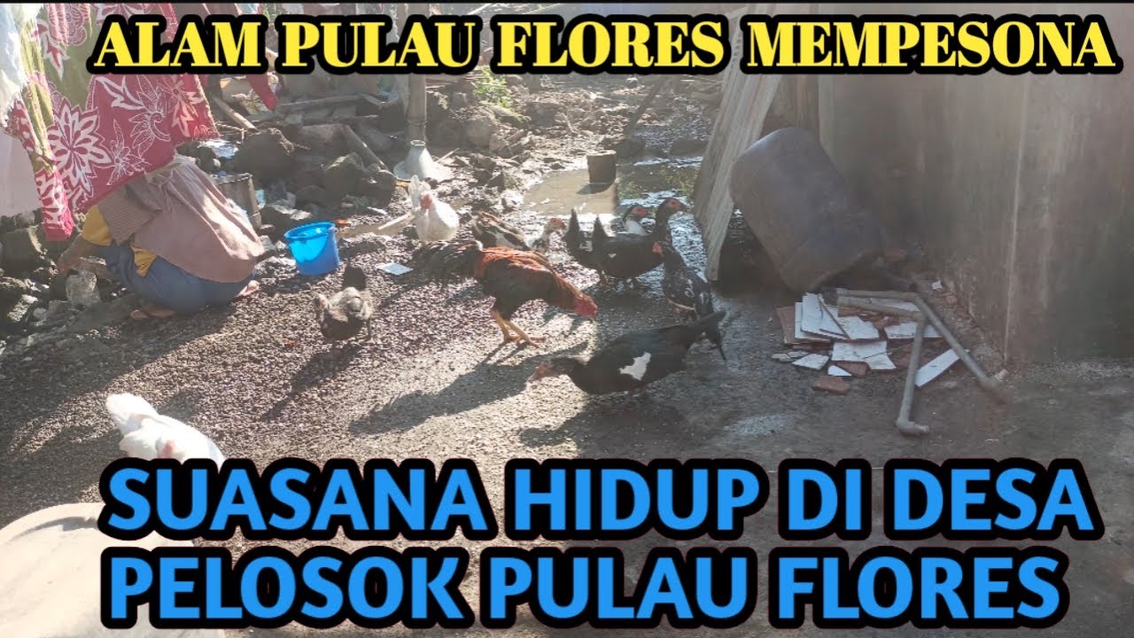 VLOG SUASANA PELOSOK DESA KEPULAUAN FLORES