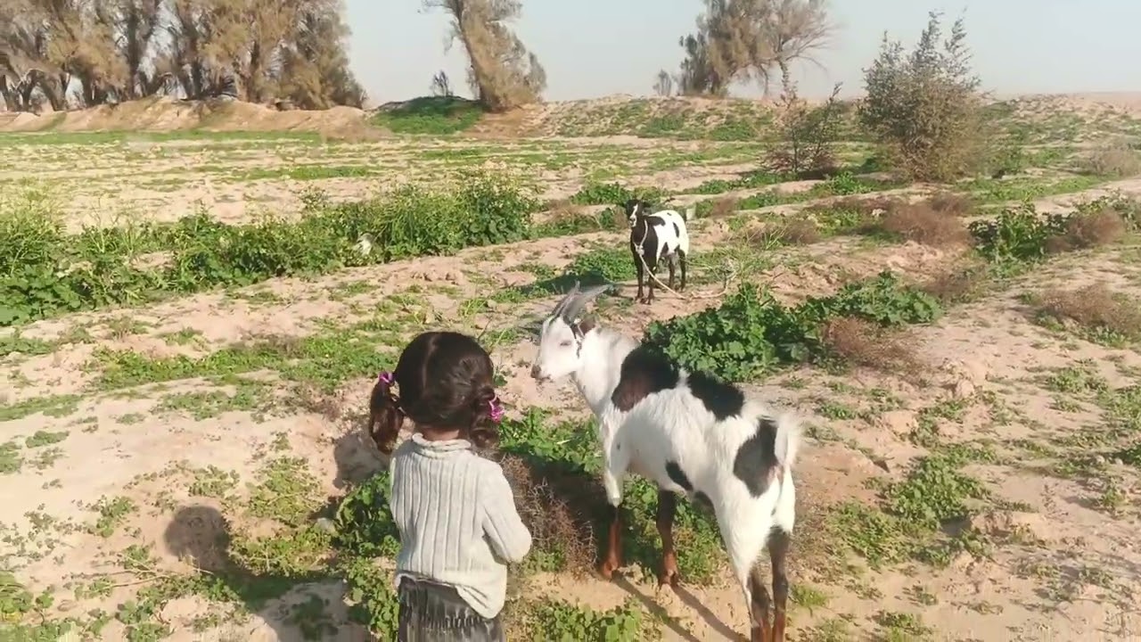 الطيب الزبيدات.ابنتي جوان 2026/2/13.