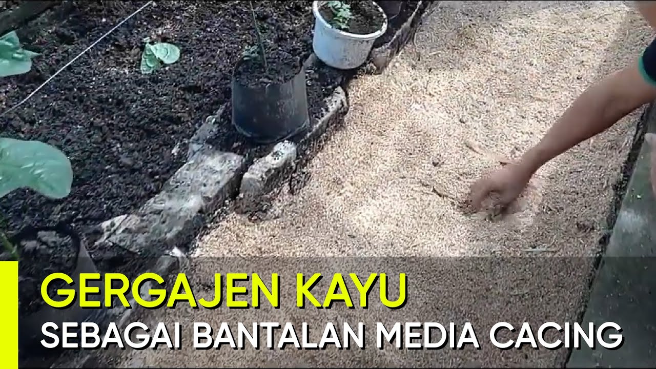 GERGAJEN KAYU SEBAGAI BANTALAN MEDIA BUDIDAYA CACING
