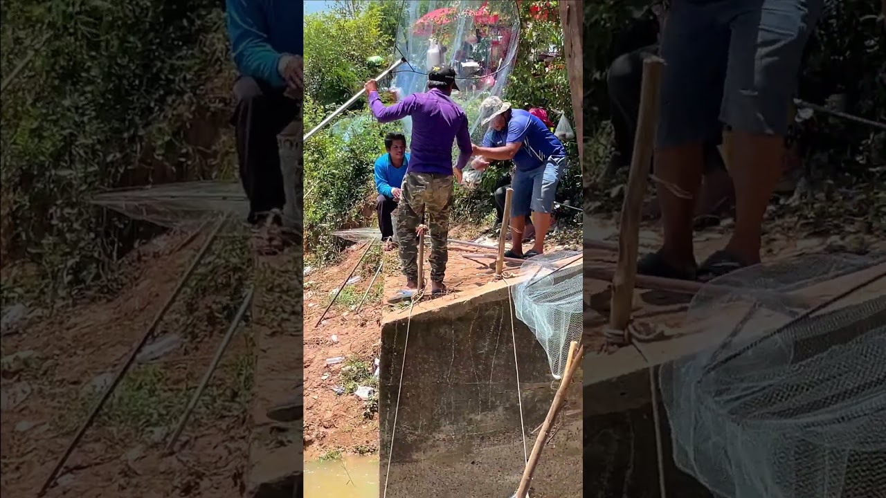 Real Life 100% Net Fishing In River At The Countryside.(Episode 358)