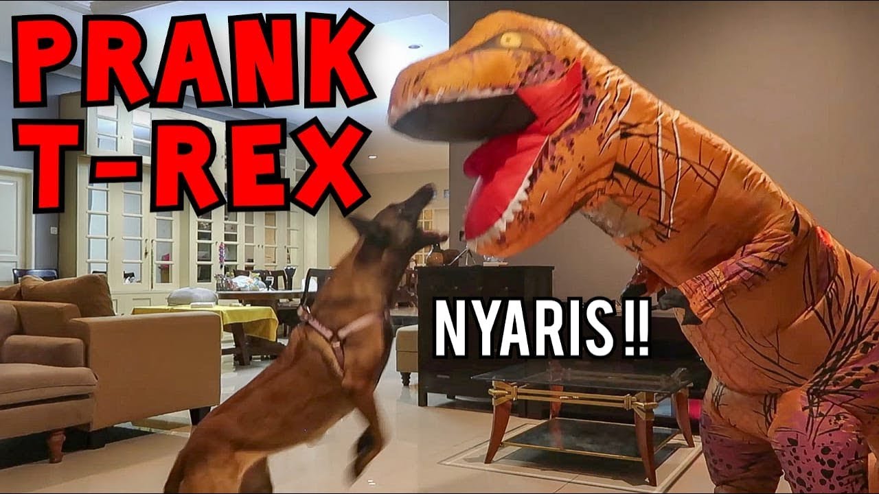 T-REX MEETS ANUBIS PRANK! HIS REACTION WILL TELL YOU | DOG MEETS T-REX