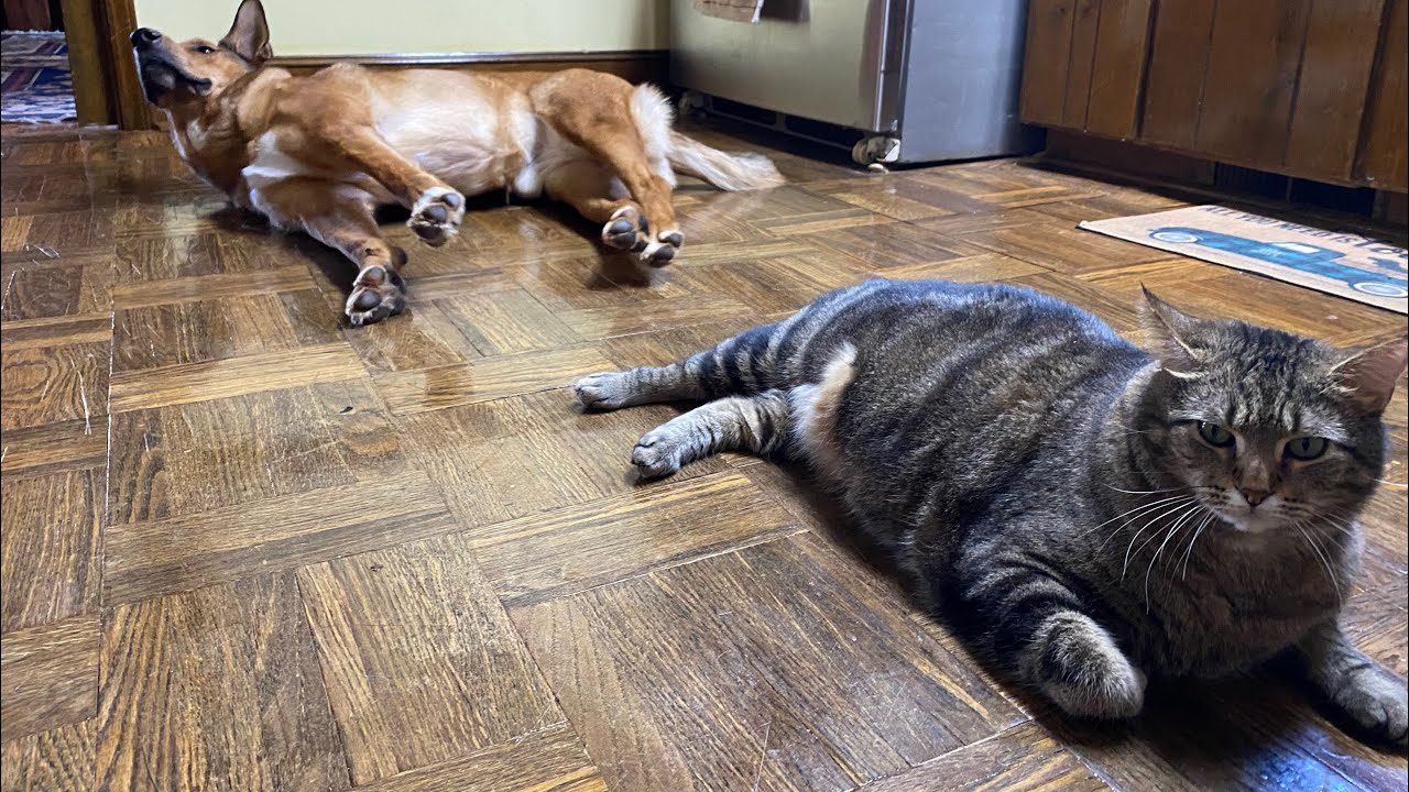 Smokey And Scout está ao vivo!MELHORES IRMÃOS GRINGOS,AMAZING POLYGLOTS  BROTHERS #languagelearning 