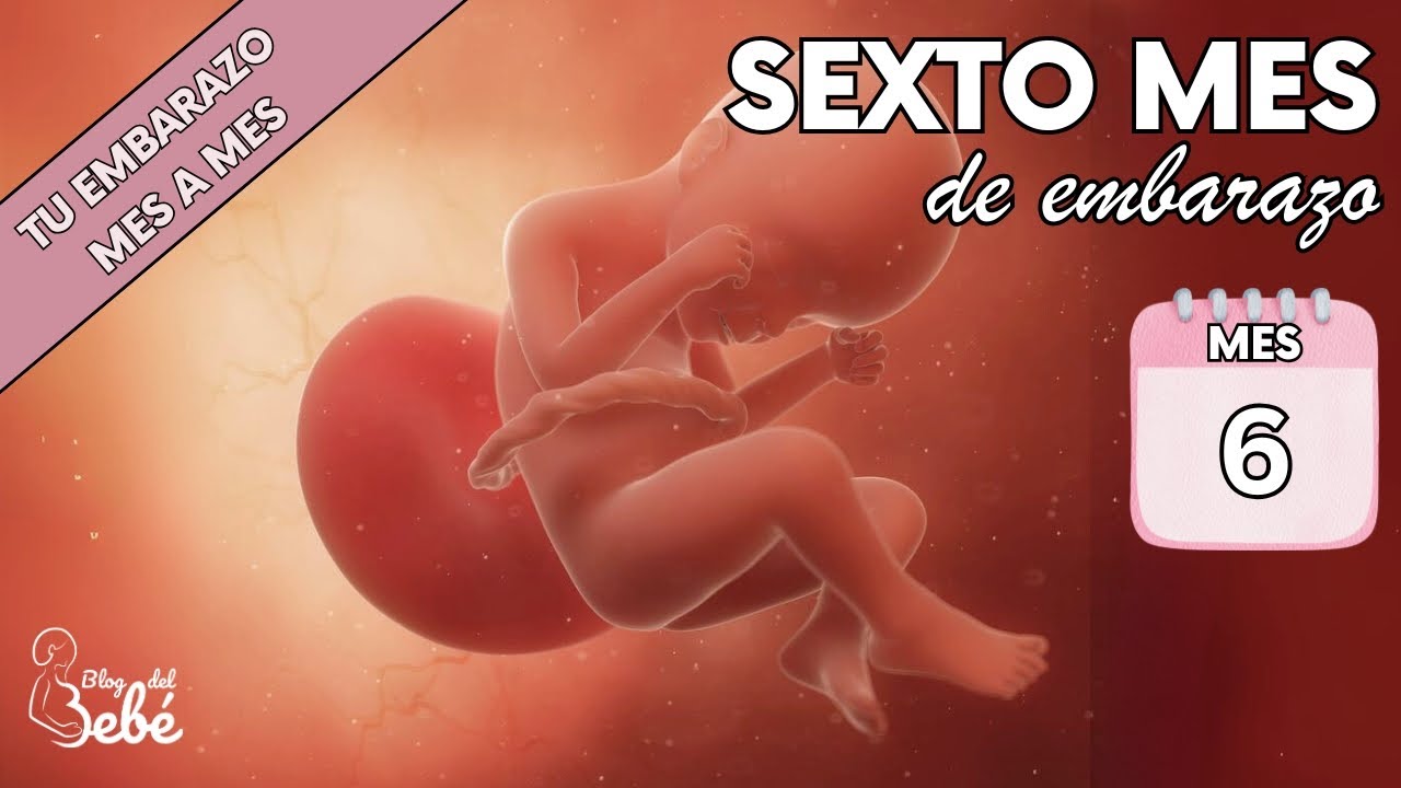 ❤️ Sexto mes de embarazo 🤰 Síntomas, consejos y desarrollo del bebé | El embarazo semana a semana