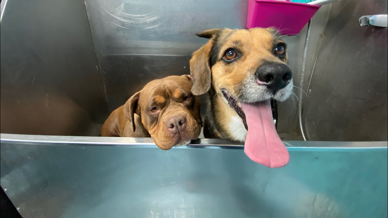 ¡DOS PERROS ABANDONADOS Y DESECHADOS! 🥺
